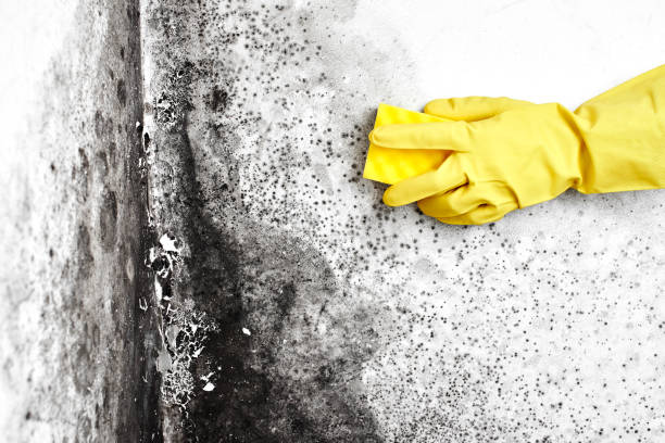 Best Mold Documentation for Insurance Claims  in Daniels Farm, CT